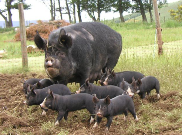 Berkshire feeder pigs sow and piglets
