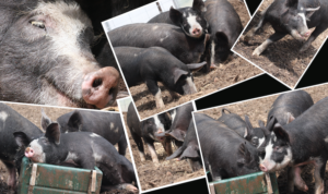 Happy and healthy berkshire pig photo collage